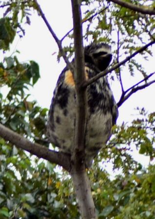 Paresseux, Réserve Pacaya-Simiria